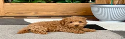 Maltipoo dogs for sale: Maltipoo 1 - Ad 9