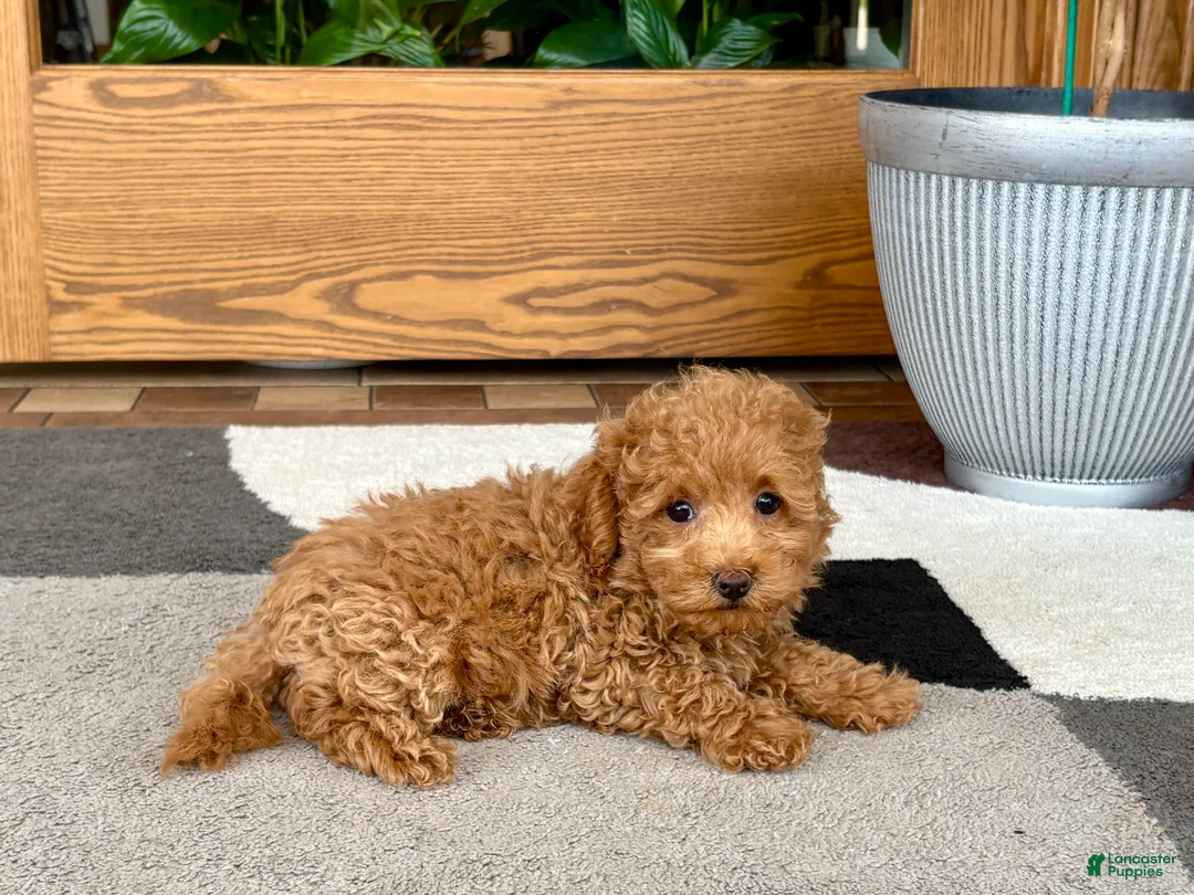 Maltipoo dogs for sale: Maltipoo 1 - Ad 9