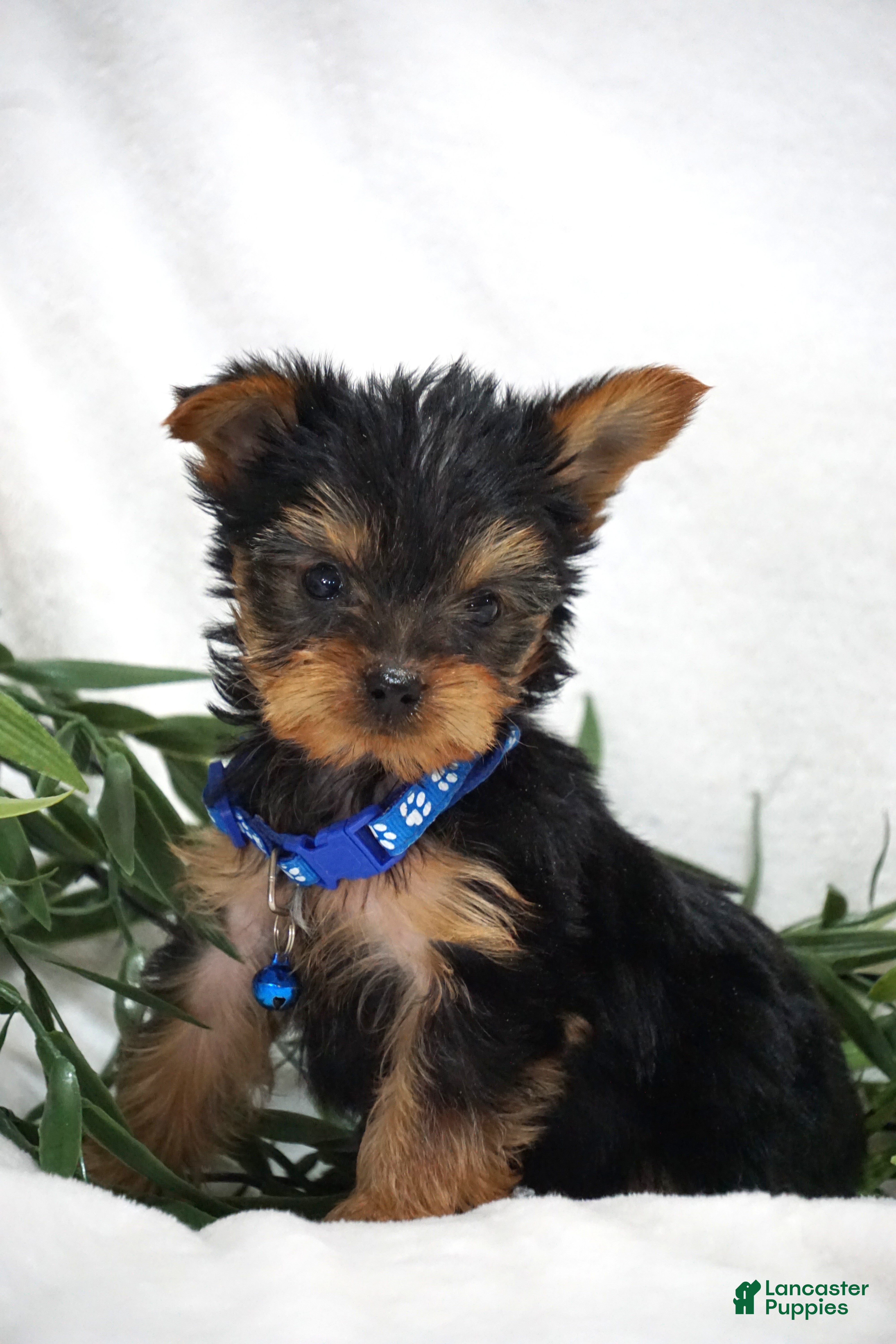 Yorkshire Terrier dogs for sale: Edge - Ad 2