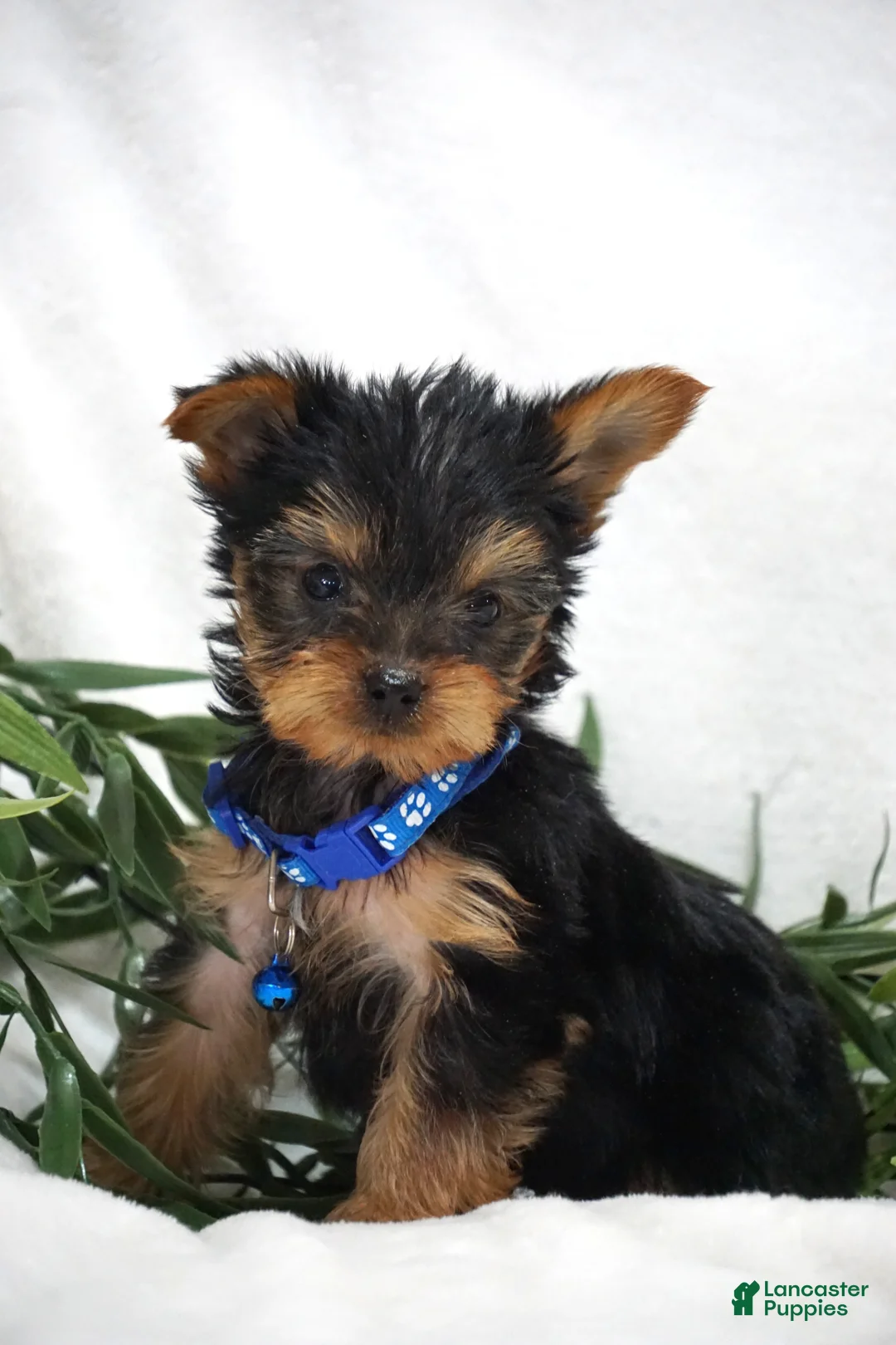 Yorkshire Terrier dogs for sale: Edge - Ad 1