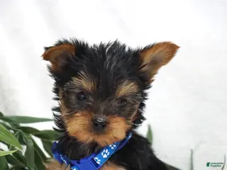 Yorkshire Terrier dogs for sale: Edge - Ad 2