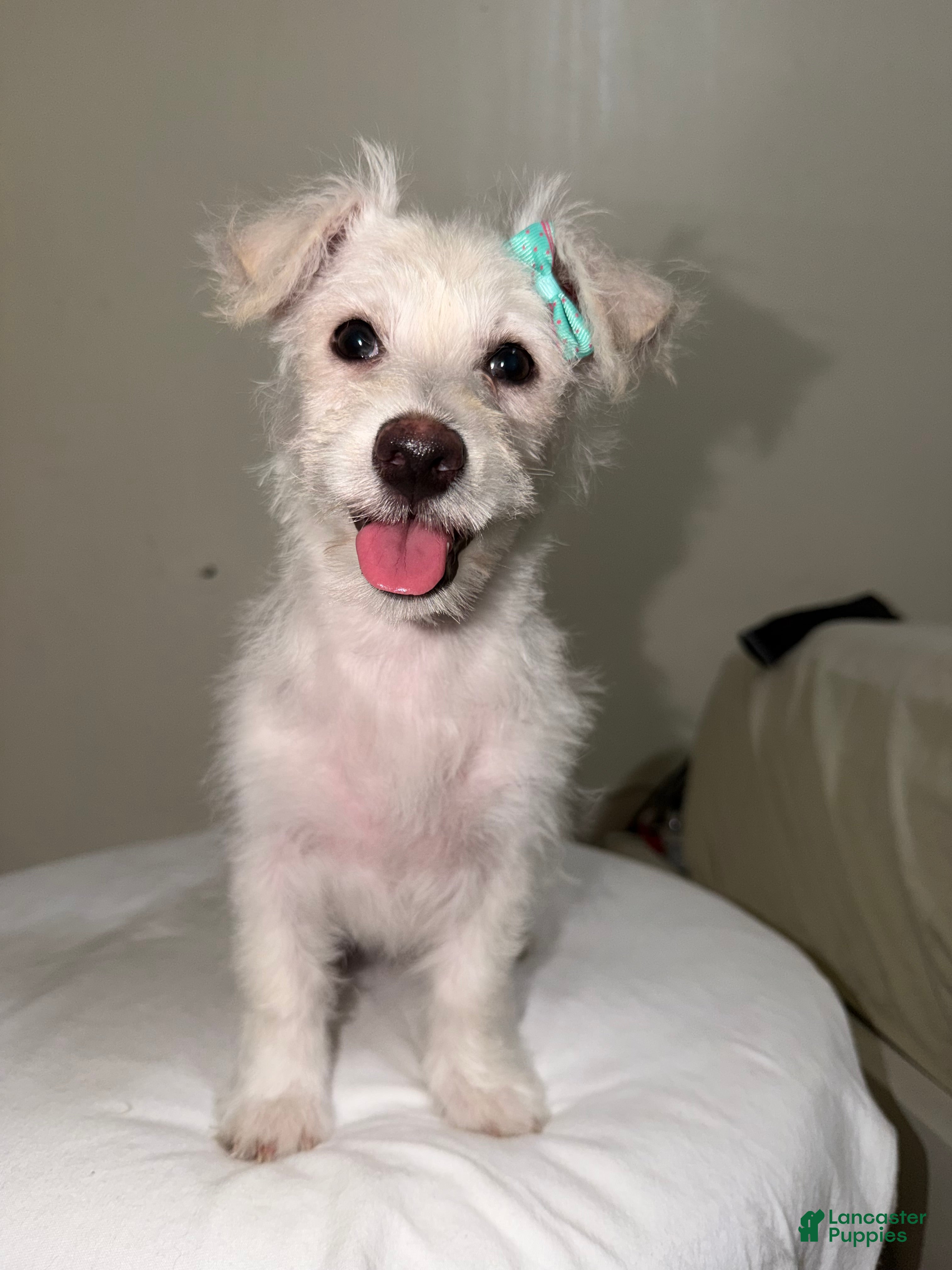 Westiepoo dogs Frosty - Ad 2