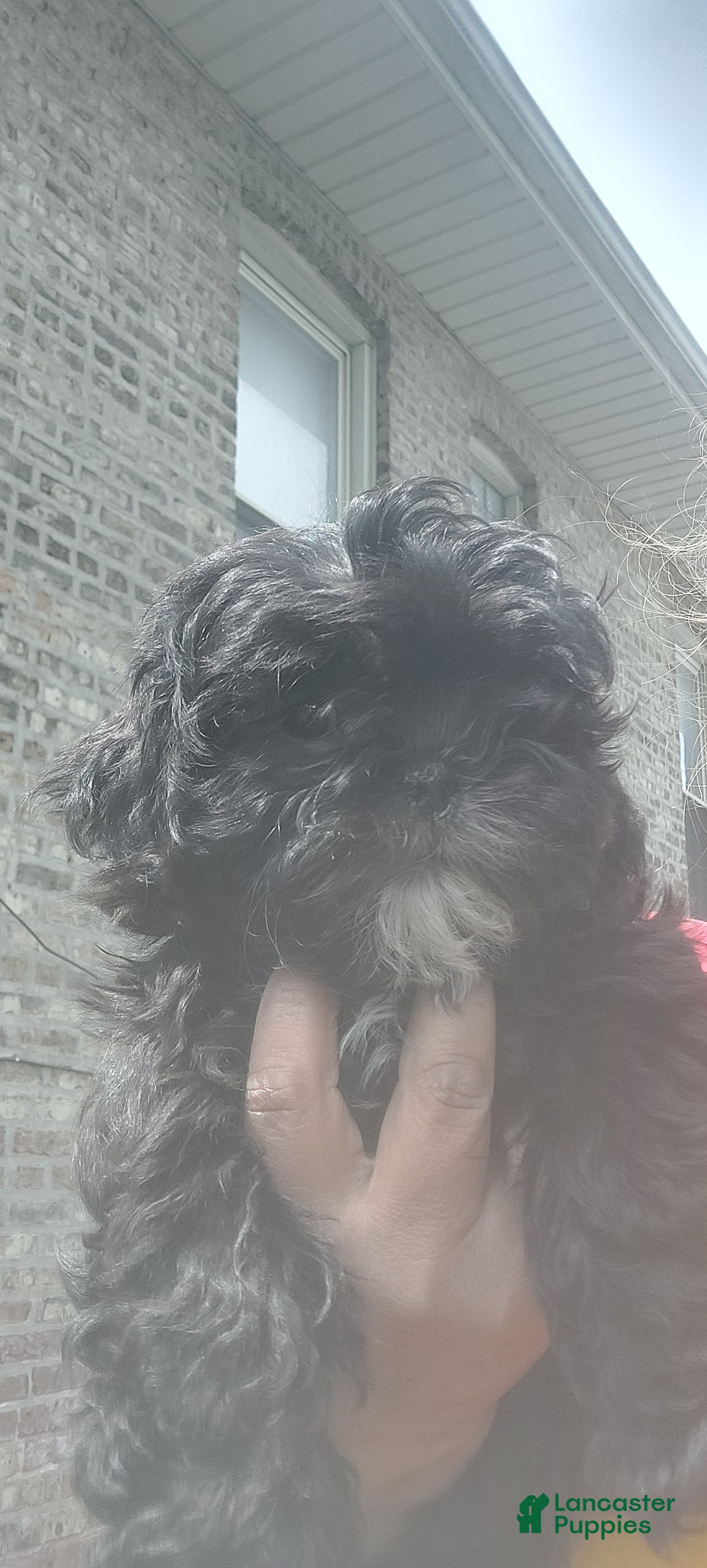 Shih Tzu dogs Shih Tzu Puppy 3 - Ad 1