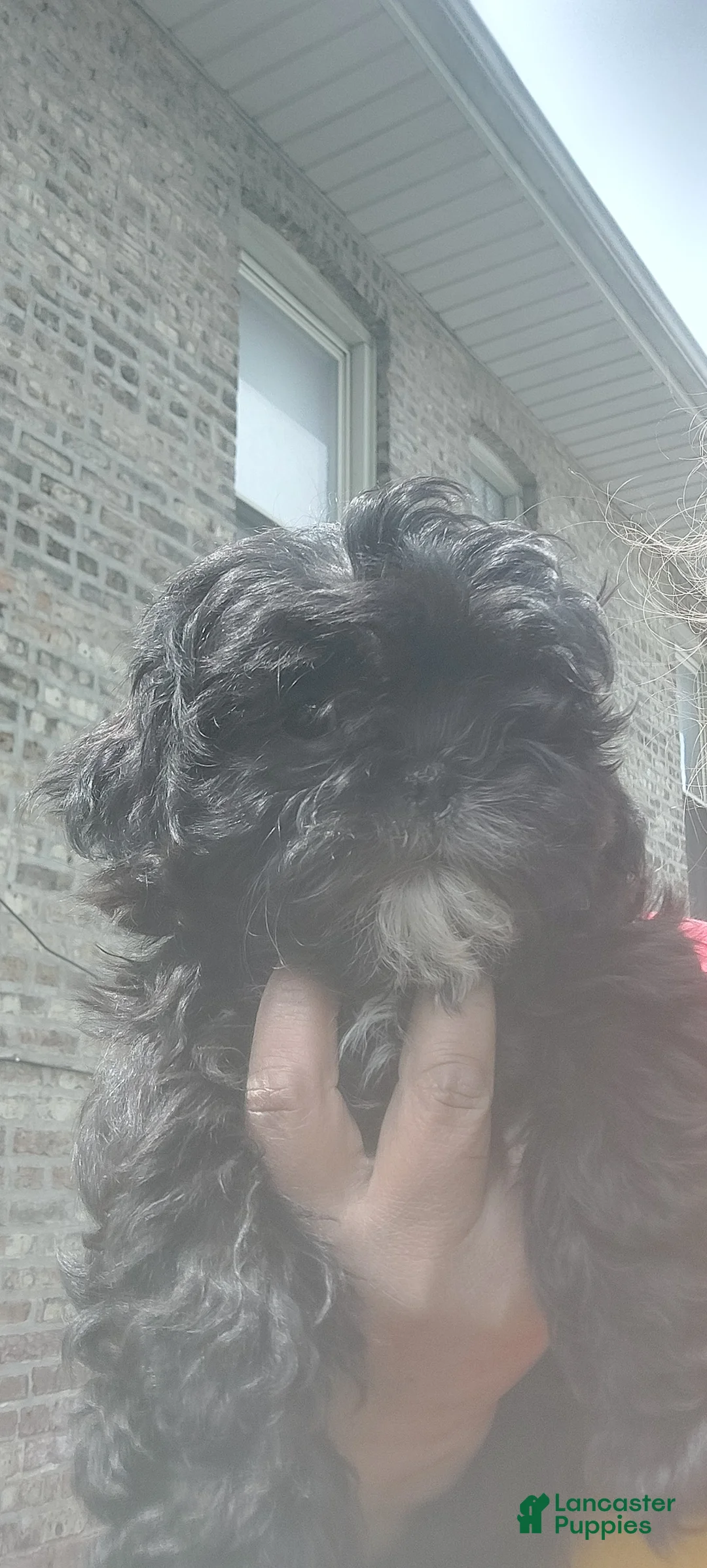 Shih Tzu dogs for sale: Shih Tzu Puppy 3 - Ad 1