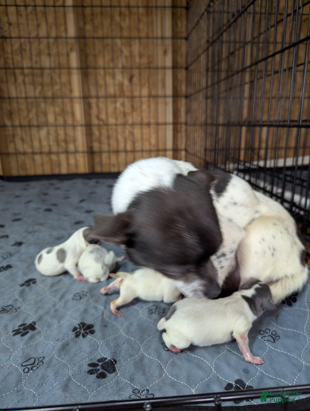 Chihuahua dogs for sale: Ollie - Ad 5