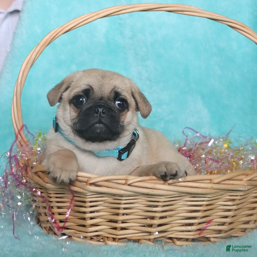 Pug dogs Peanut  - Ad 1