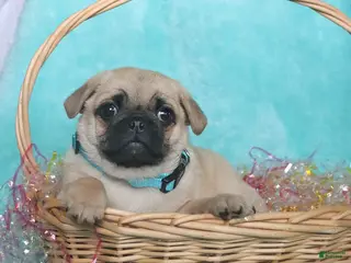 Pug dogs for sale: Peanut - Ad 1