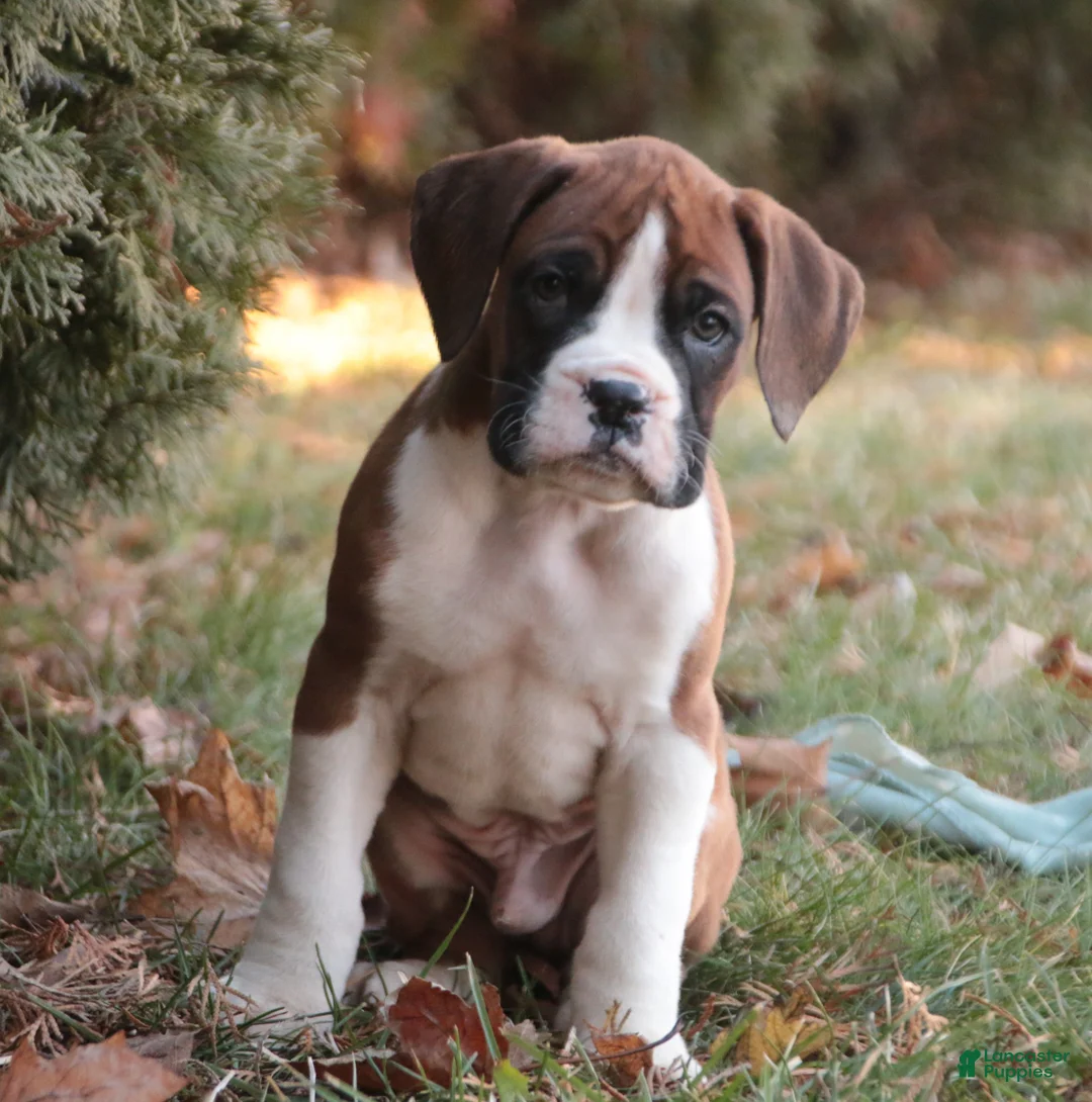 Boxer dogs for sale: Asher - Ad 9