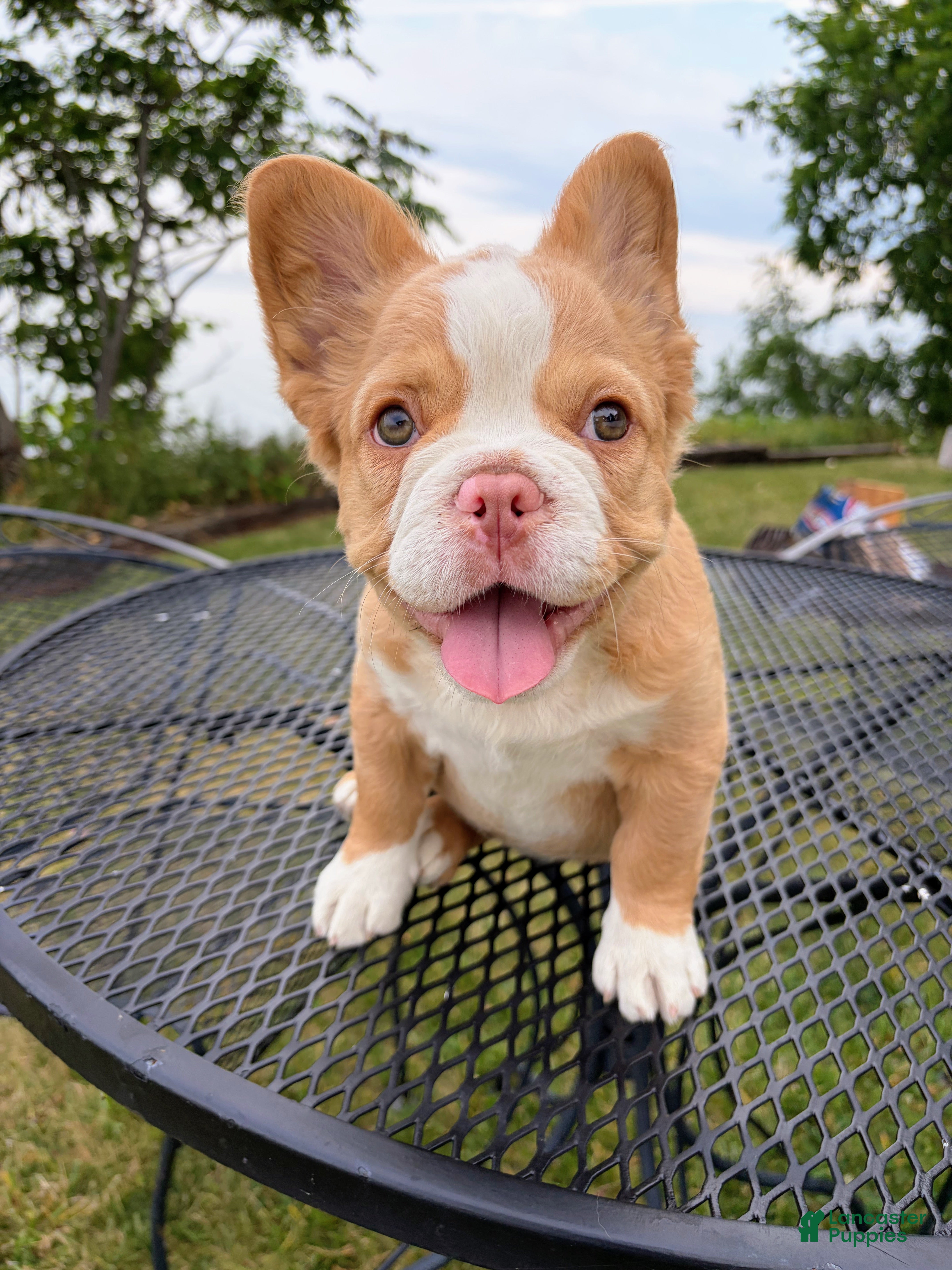 French Bulldog dogs French Bulldog 2 - Ad 2