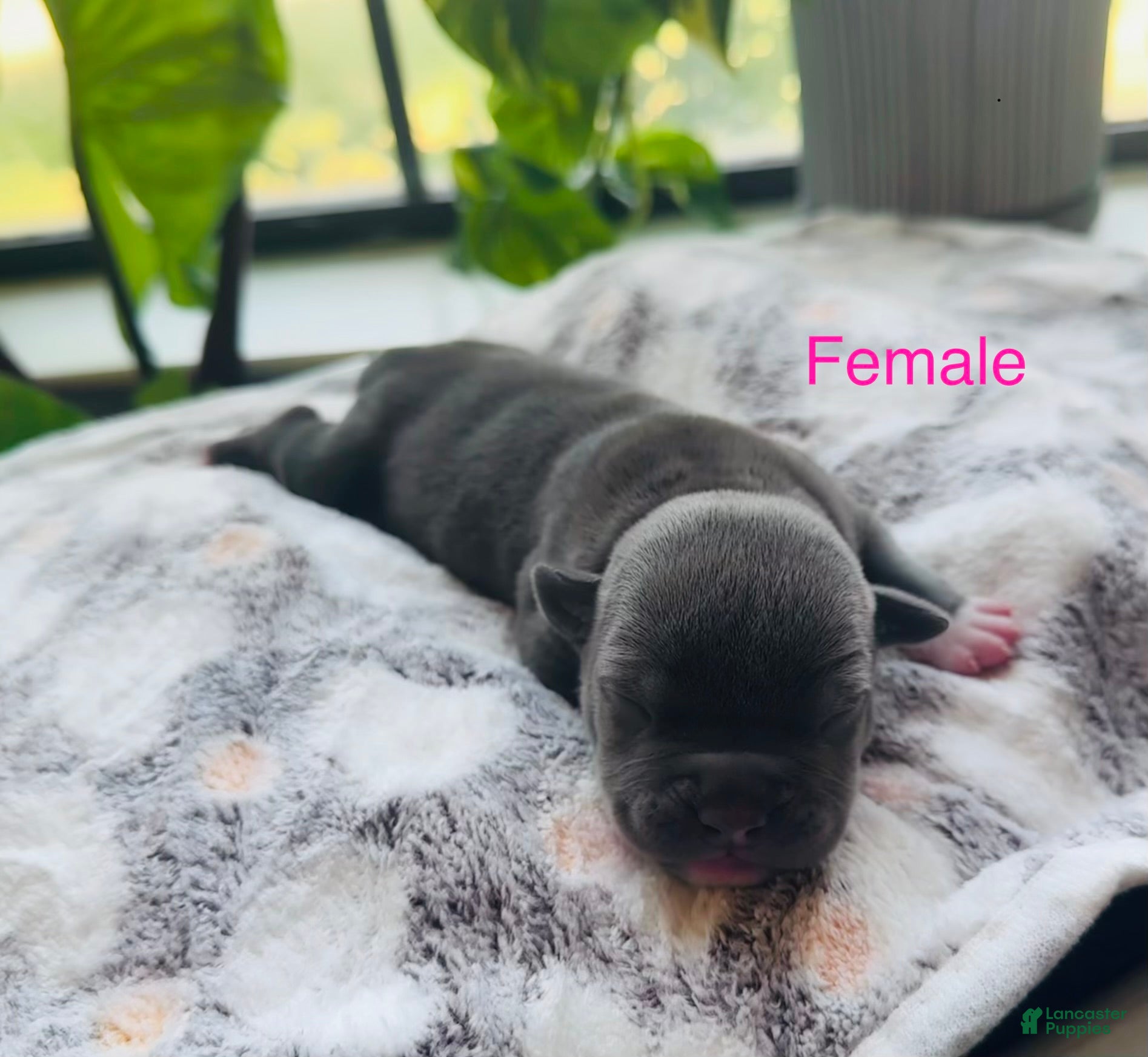 American Bully dogs American Bully 7 - Ad 27