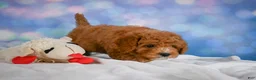Cavapoo dogs for sale: Candy - Ad 4