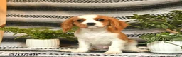 Cavalier King Charles Spaniel dogs for sale: Charmer - Ad 3
