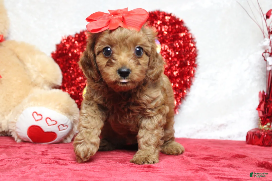 Cavapoo dogs for sale: Cherry - Ad 4