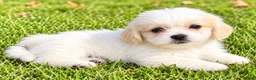 Shihpoo dogs for sale: Polly - Ad 2