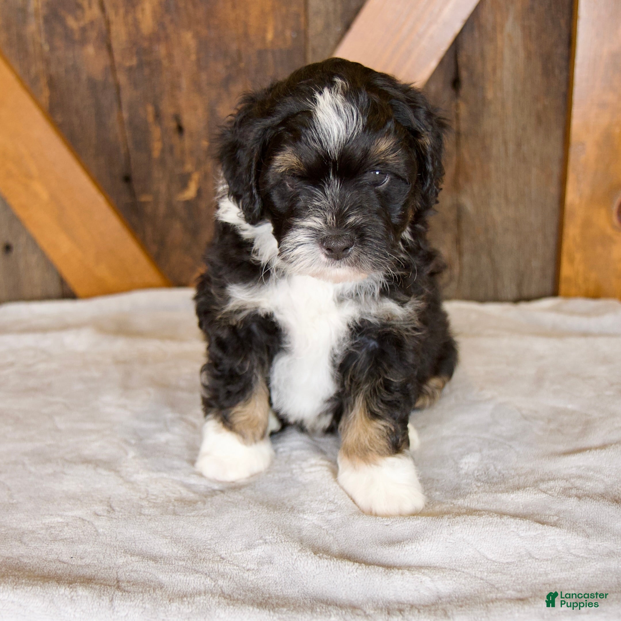 Mini Bernedoodle dogs Bandit - Ad 1