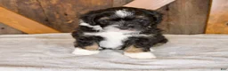 Mini Bernedoodle dogs for sale: Bandit - Ad 1