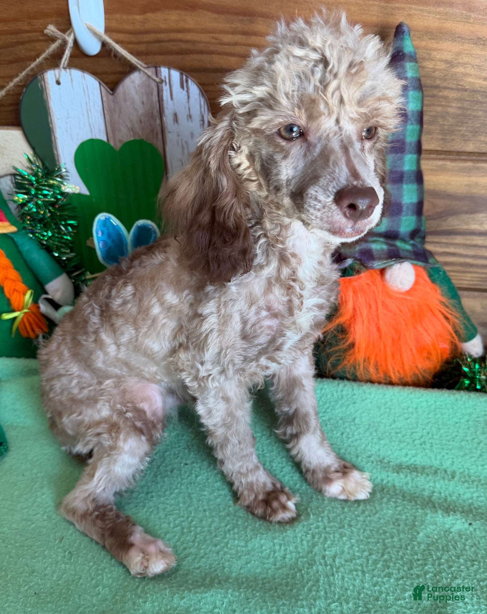 Toy Poodle dogs Boots - Ad 42