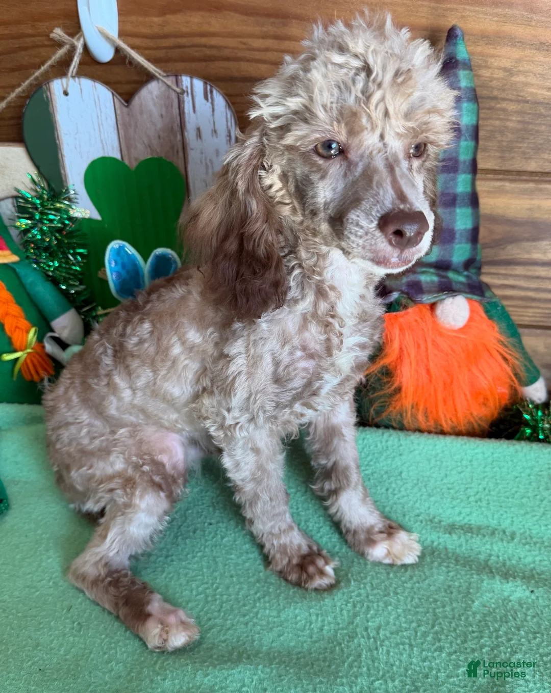 Toy Poodle dogs for sale: Boots - Ad 1