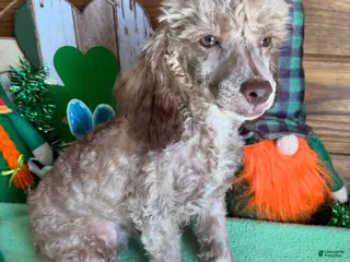 Toy Poodle dogs Boots - Ad 42