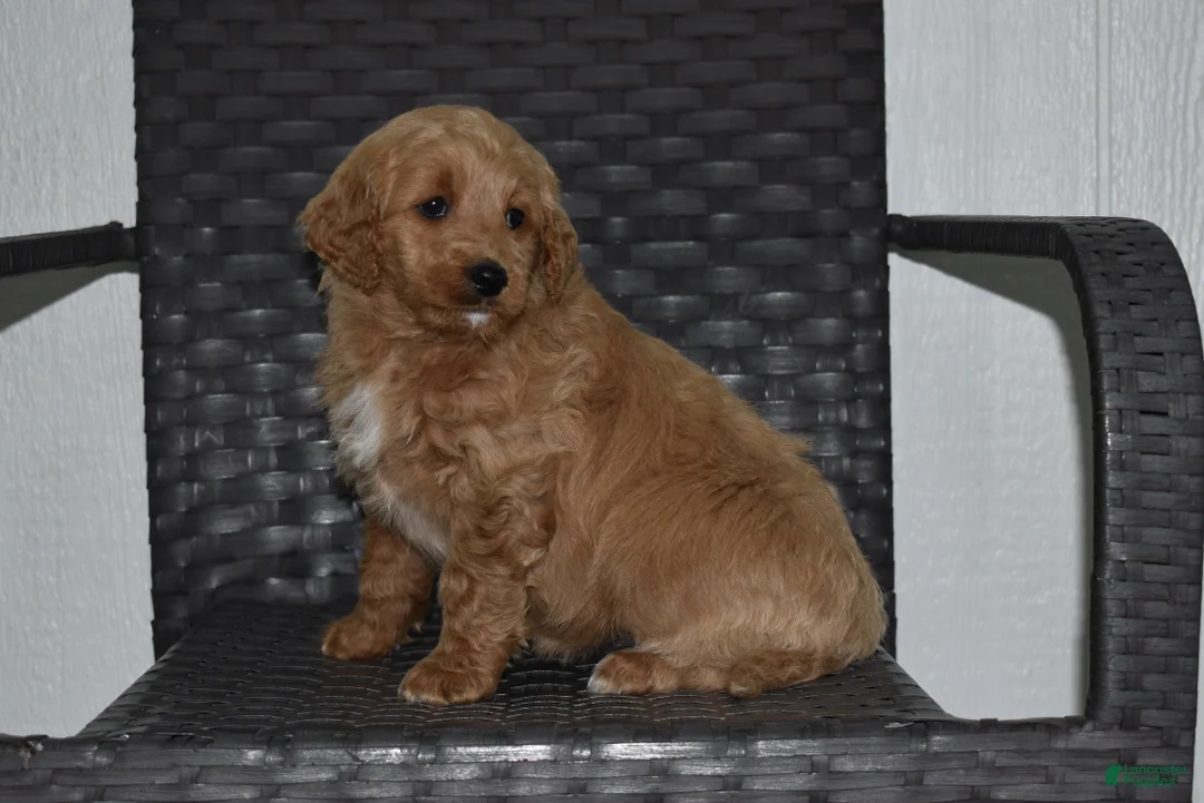 Goldendoodle dogs for sale: Angie - Ad 2