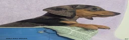 Dachshund dogs for sale: Loretta Dapple - Ad 6