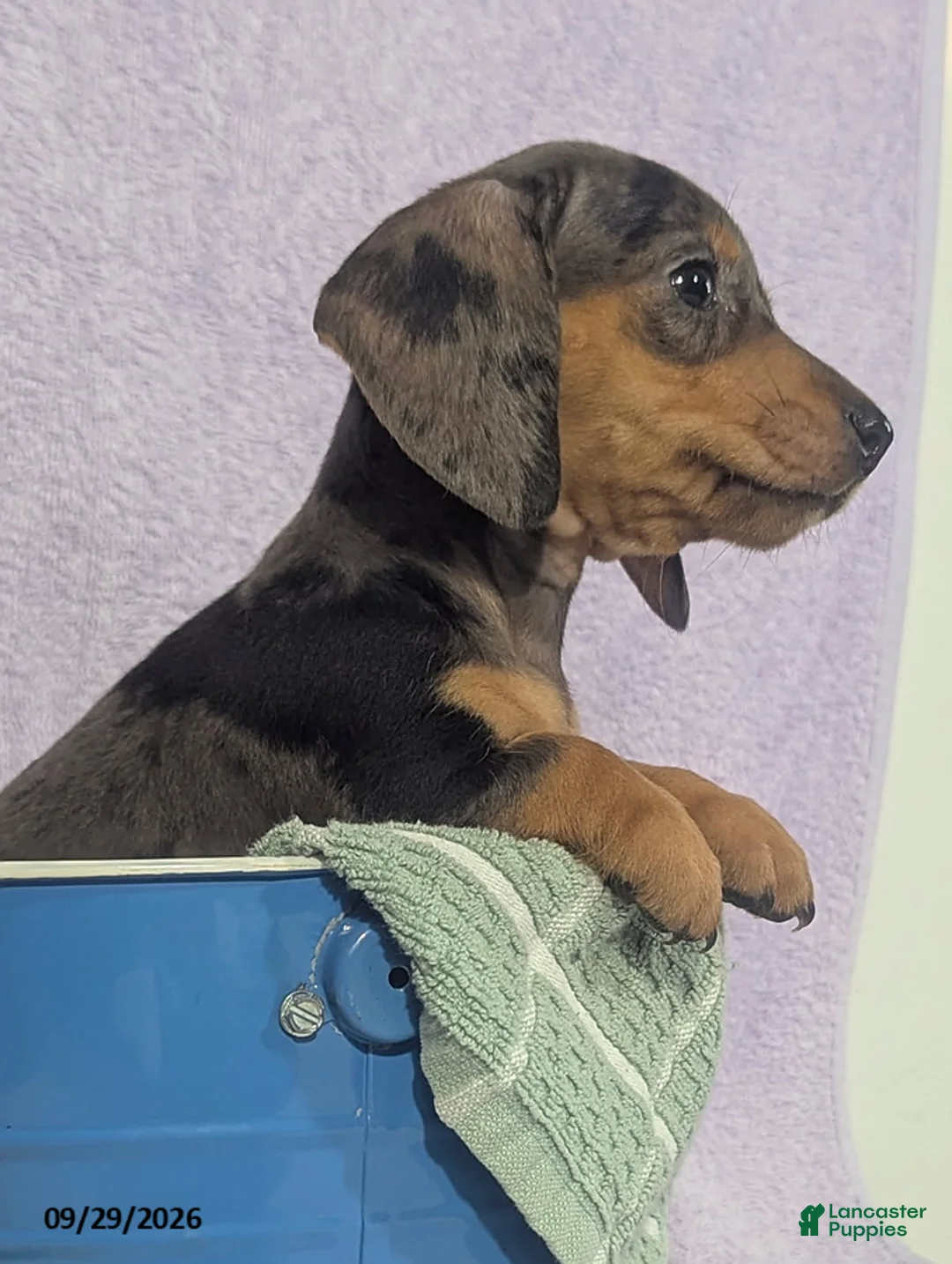 Dachshund dogs for sale: Loretta Dapple - Ad 6