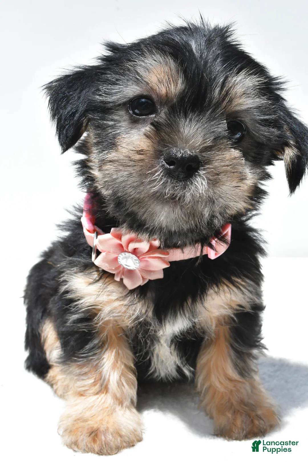 Shorkie dogs for sale: Piper - Ad 1