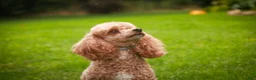 Miniature Poodle dogs for sale: Harriet Miniature Poodle  - Ad 5