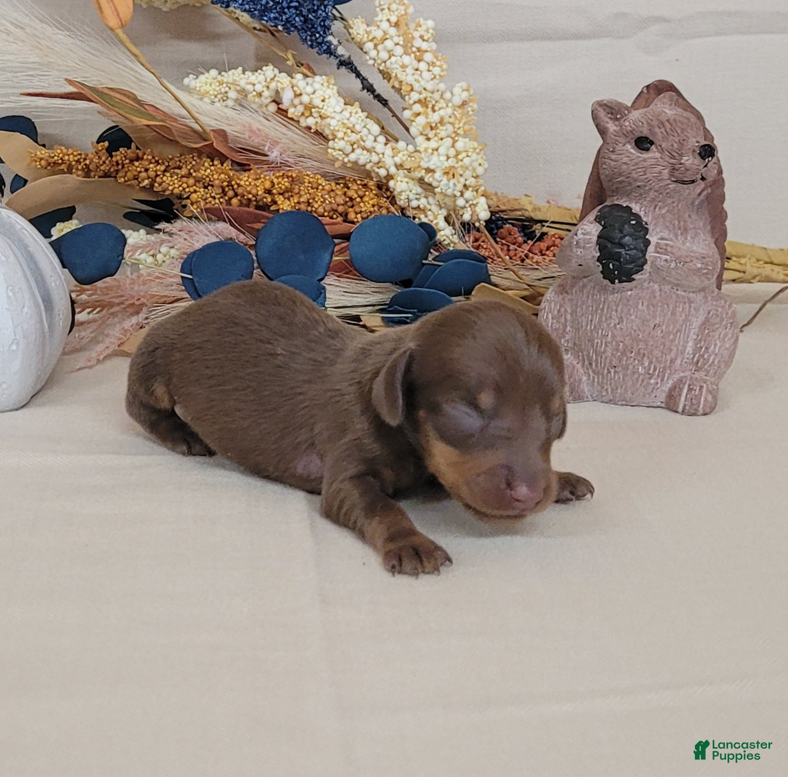 Miniature Dachshund dogs for sale: AKC Hugo Miniature Dachshund purebred  - Ad 1