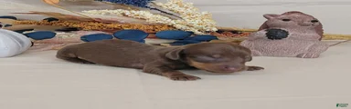 AKC Hugo Miniature Dachshund purebred 