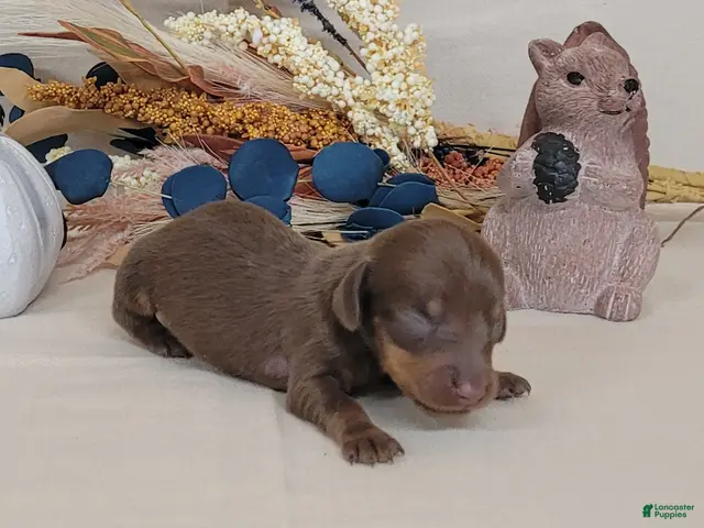 Miniature Dachshund dogs for sale: AKC Hugo Miniature Dachshund purebred - Ad 1