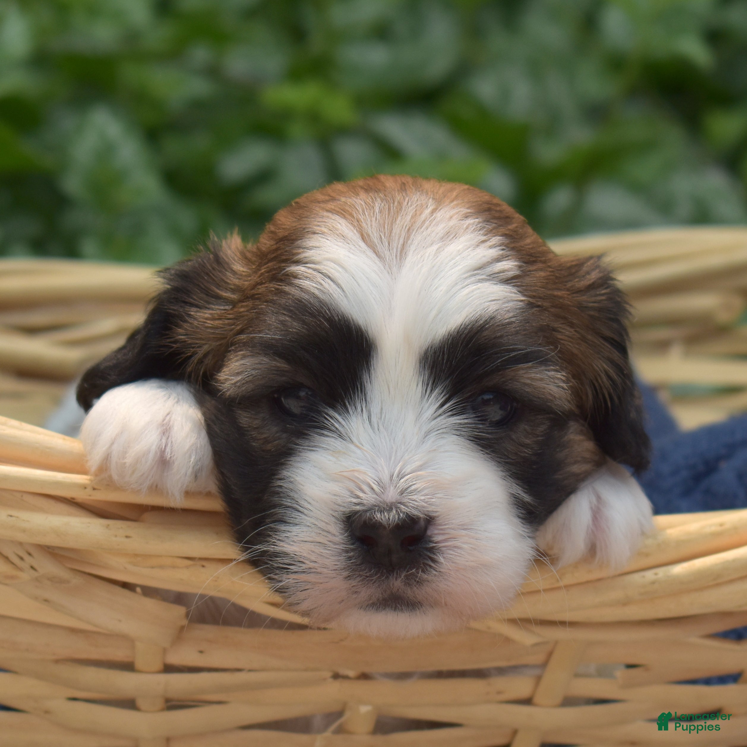Teddy Bear dogs Granola - Ad 2