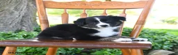 Border Collie dogs for sale: Laura - Ad 5