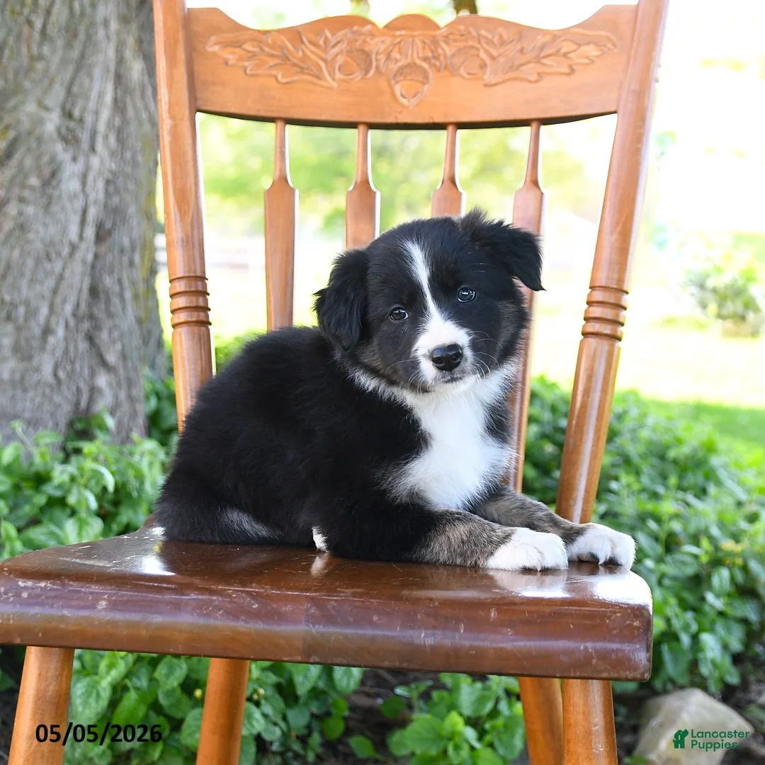 Border Collie dogs for sale: Laura - Ad 5