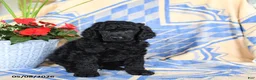 Standard Poodle dogs for sale: Visa - Ad 5