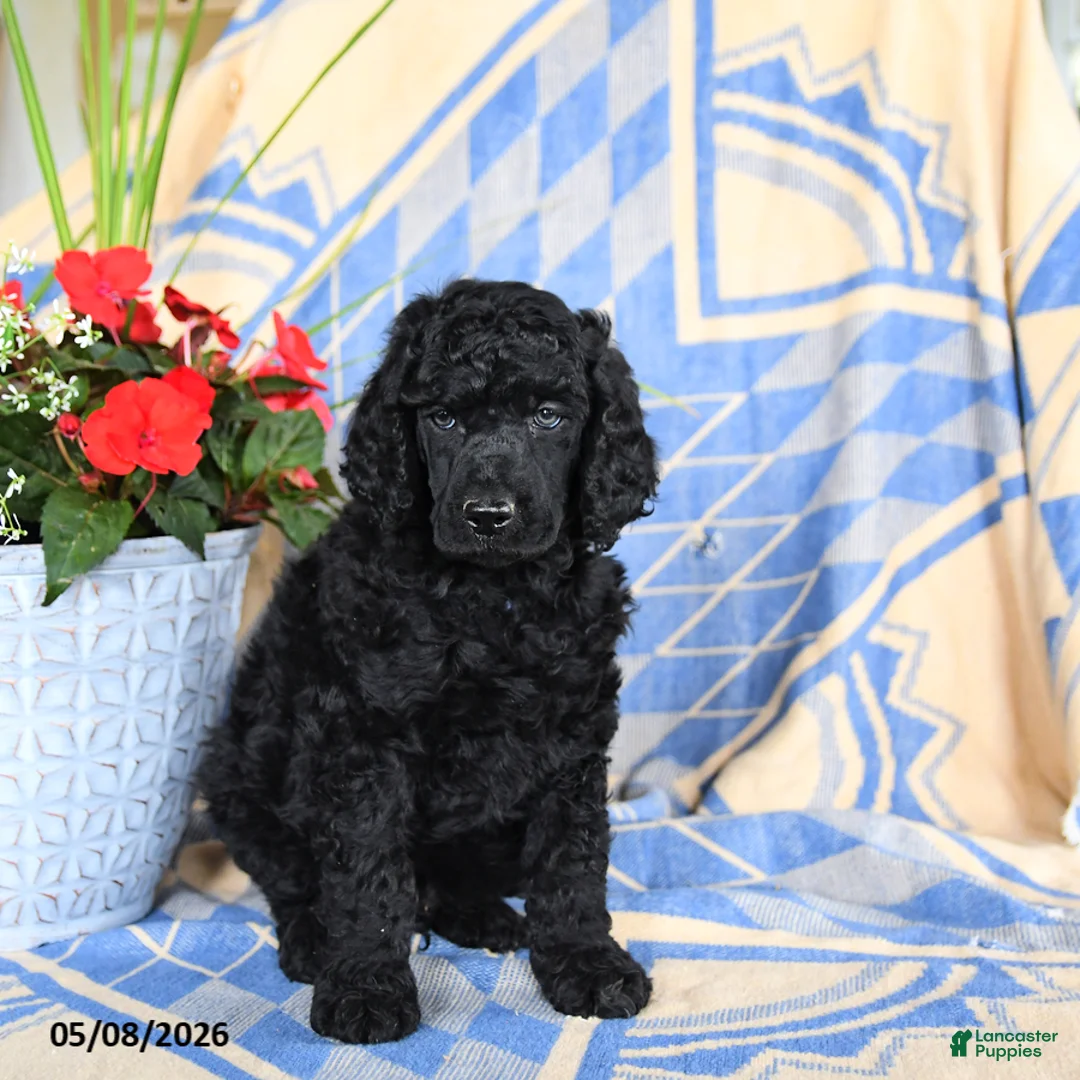 Standard Poodle dogs for sale: Visa - Ad 5