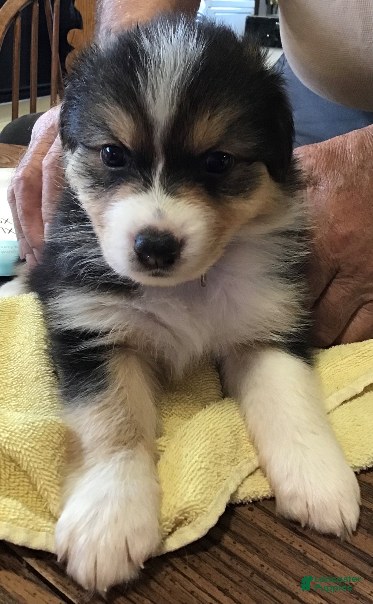 Australian Shepherd dogs Australian Shepherd Puppy 3 - Ad 13