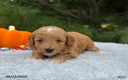 Mini Goldendoodle dogs for sale: Sandra - Image 15