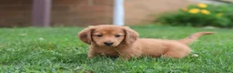 Miniature Dachshund dogs for sale: Ethan - Ad 8