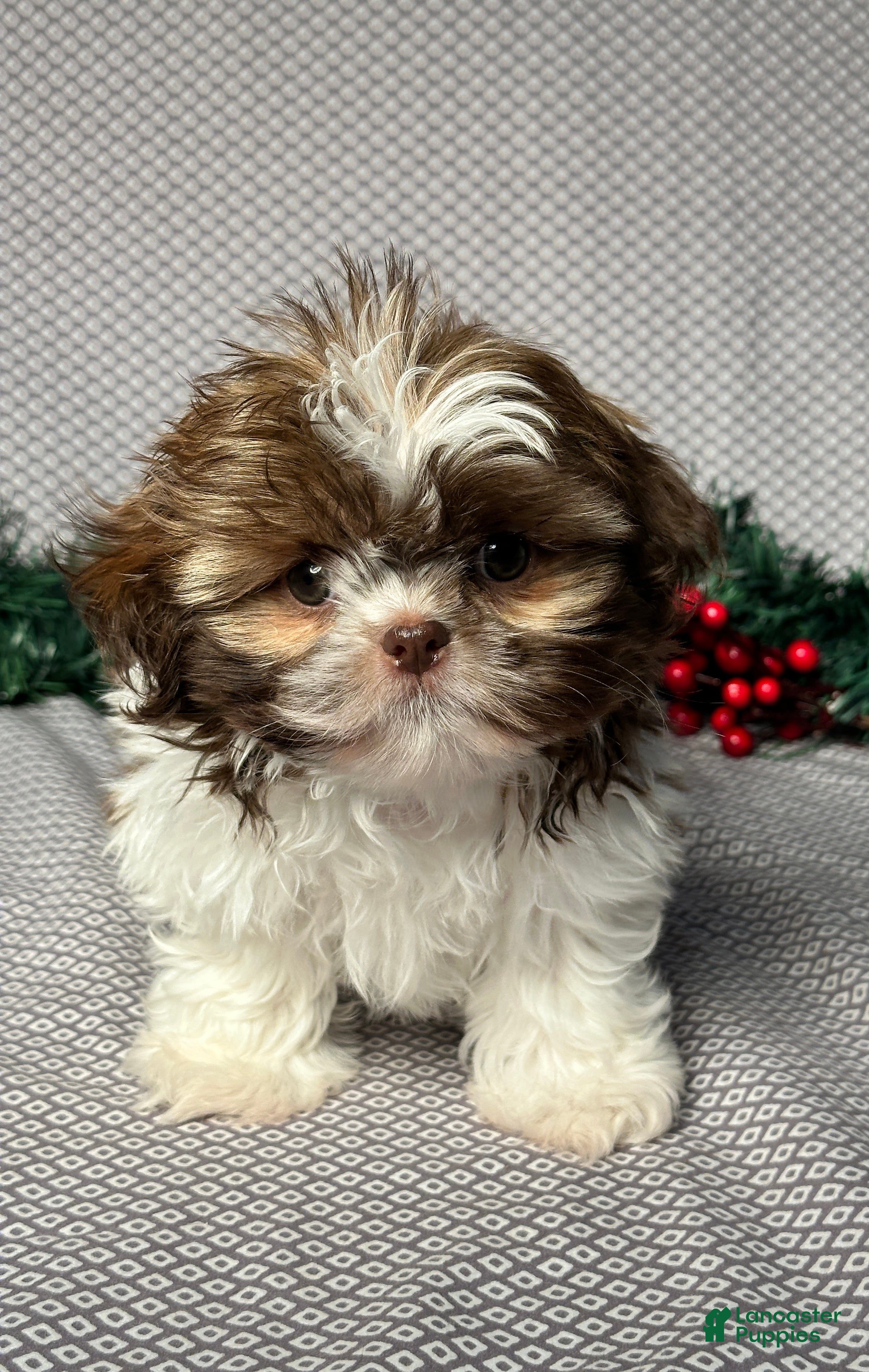 Shih Tzu dogs Dakota - Ad 17