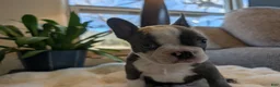 Frenchton dogs for sale: Pistachio - Ad 7