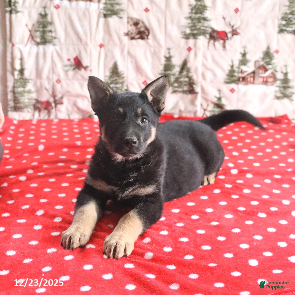 German Shepherd dogs for sale: Captain - Ad 1