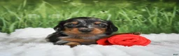Miniature Dachshund dogs for sale: AKC Silas - Ad 8
