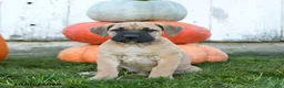 Cane Corso dogs for sale: Meatloaf - Ad 3