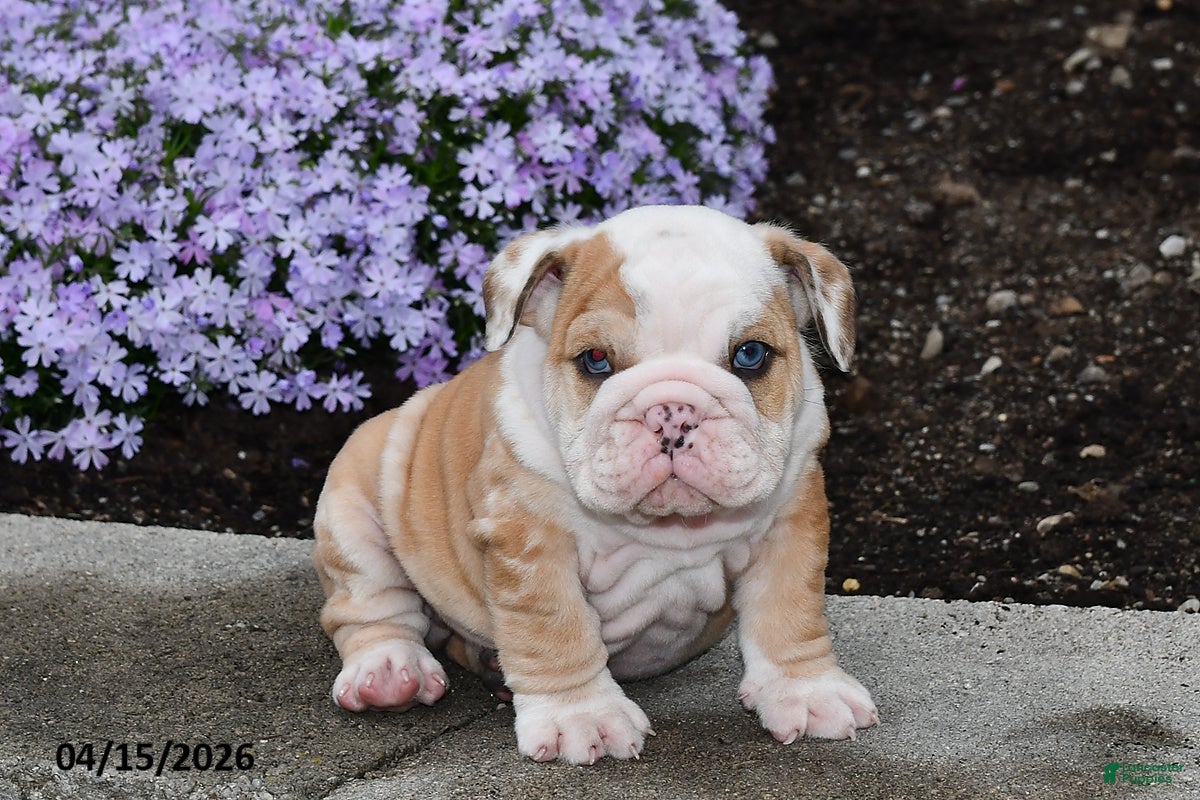 English Bulldog dogs Dash - Ad 1
