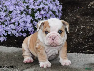English Bulldog dogs for sale: Dash - Ad 2