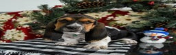 Basset Hound dogs for sale: Fido - Ad 2