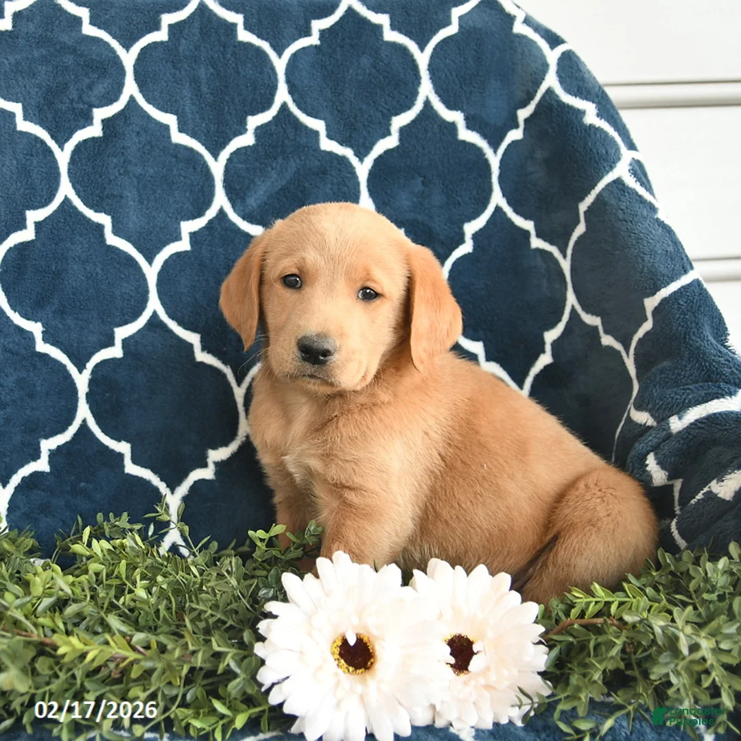 Labradoodle dogs for sale: Bingley  - Ad 3