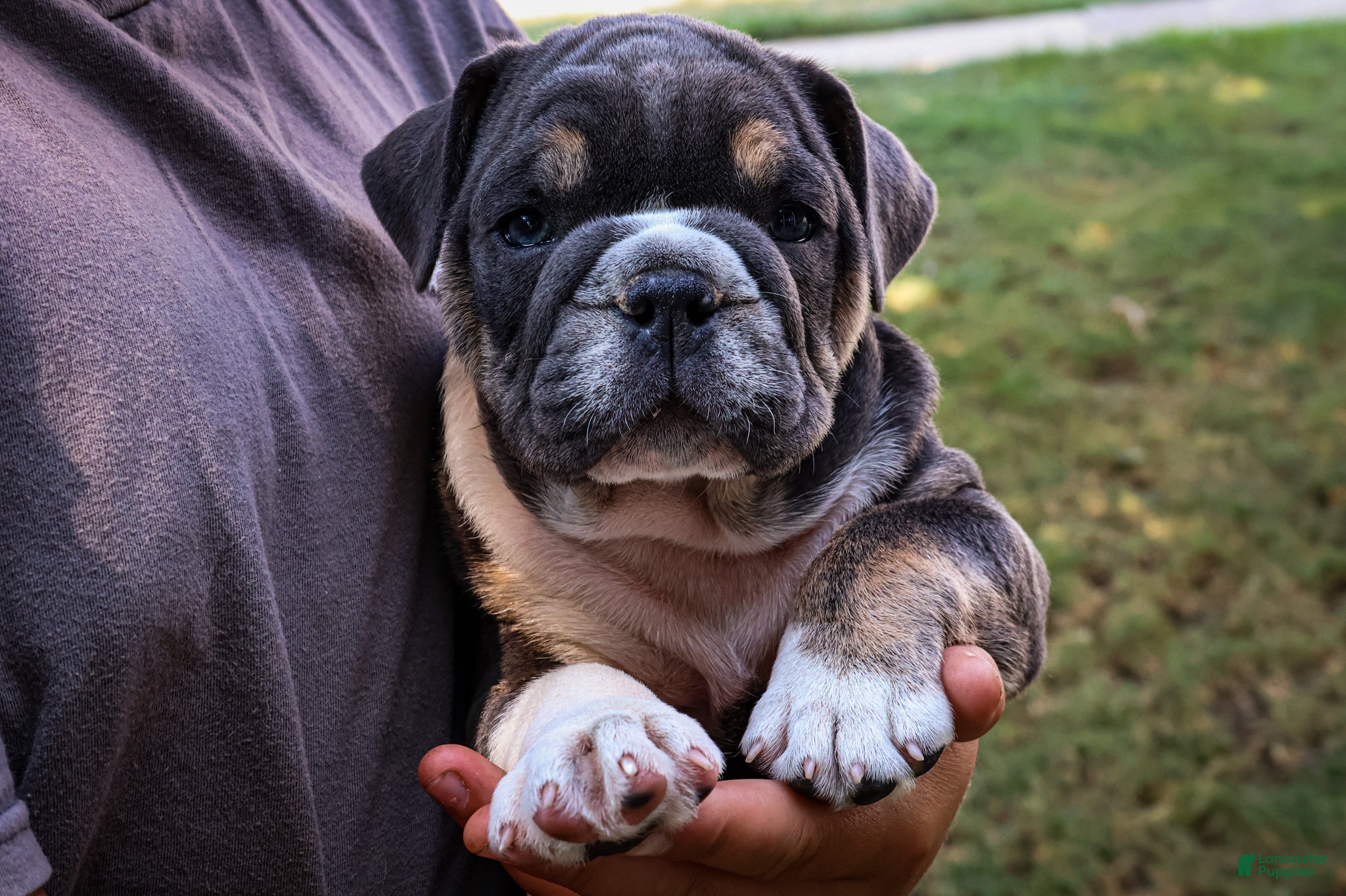 English Bulldog dogs Dino - Ad 2