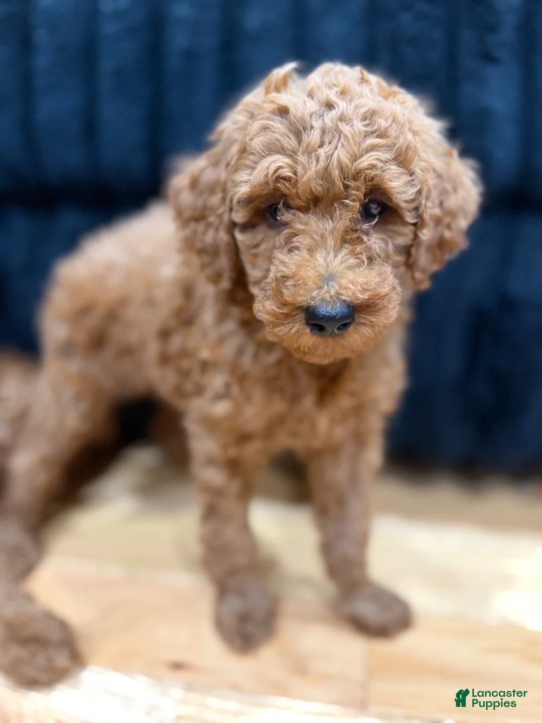Miniature Poodle dogs for sale: Miniature Poodle 1 - Ad 1